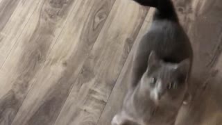 Cat gives high five