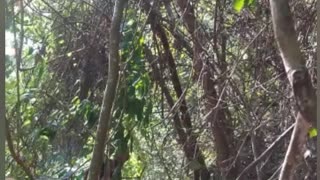 liberan tigrillo en bucaramanga