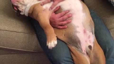 Gerald the Bulldog's daily massage routine