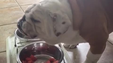 When Gerald the bulldog eats watermelon, things get messy