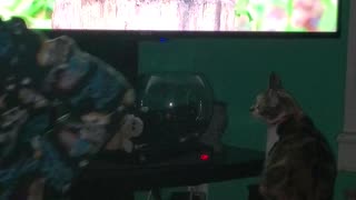 Cat Almost Breaks TV Trying To Catch Bird