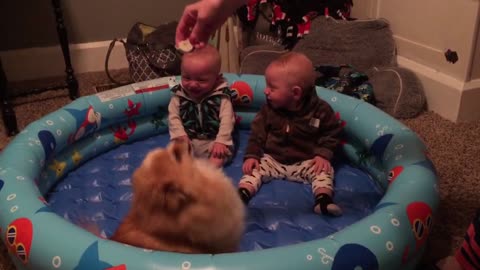 Twin Babies Can't Stop Giggling At Pomeranian Pup