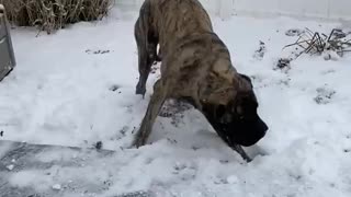 Dog Bounds Around in Snow Covered Yard