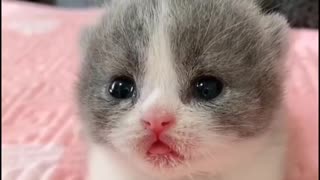 Little Cat so cute