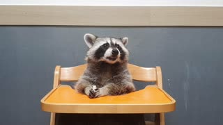 Raccoon sits on the baby table and chews gum.