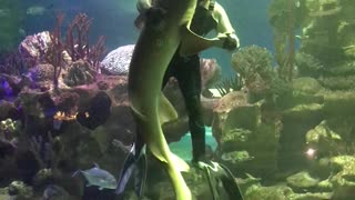 Diver Dances with Shark