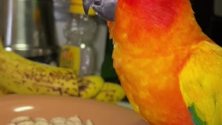 Parrot caught stealing mom's cereal