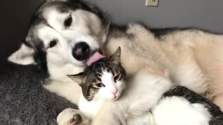 Sweet doggy cuddles kitty in preciously cute footage