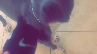 Guilty Dog Has Great Acting Skills