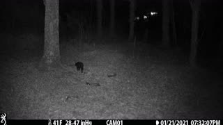 Black cat heads out after it's snack 1-21-21