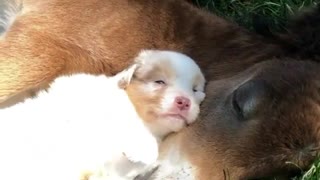 Puppy adorably naps alongside foal