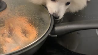 Feisty Dog Stands on Stove