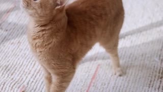 Beautiful Cat movement