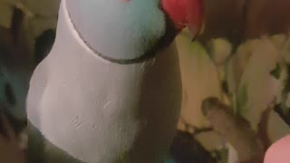 Indian Ringneck Loves His Bird Boops