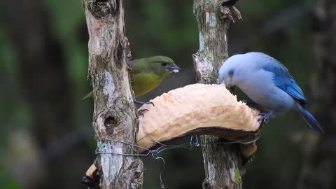 Birds eating fruit