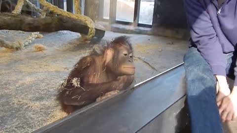 Monkey Reacts to Magic Trick At The Zoo!