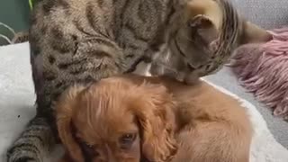 Cat adopts puppy