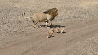 Father Lion playing with kids
