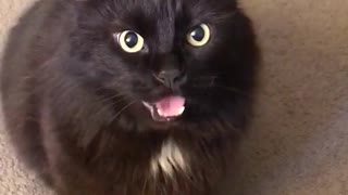 Black Cat Attacks Camera