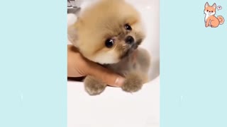 Cute little thing Video