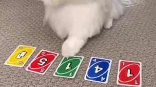 THIS DOG'S PLAY UNO!!