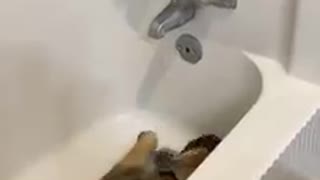 Hilarious puppy asking water for swimming!
