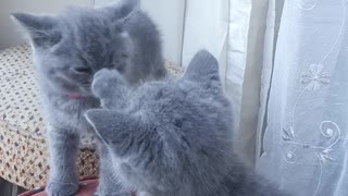 Big argument between 2 sister kittens