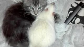 Maine Coon Kitten Grooming His Adopted Rat Brother