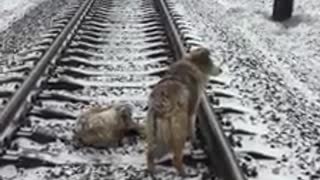 Un perro protege a su compañera lastimada antes de que un tren los pasara por encima - PARTE 2