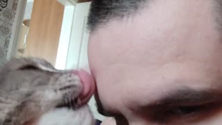 Affectionate cat licks the owner. May 2020