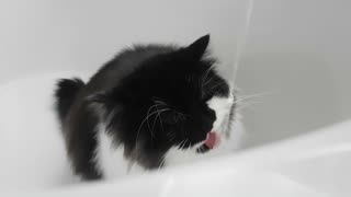 Thirsty cat just can't get enough of tub water