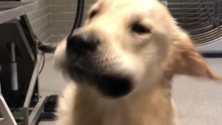 Adorable Dog Gets Blow Dried
