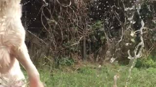 Golden Retriever plays with water in slow motion
