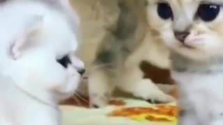 Adorable kittens meowing cats