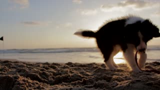 cute dog beach