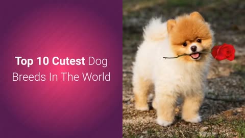 Top 10 most cutest dogs in the world.