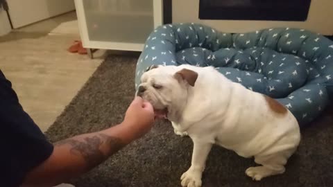 Competitive Bulldog Confuses "Butterfly" Playtime With Fighting