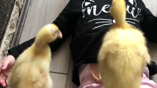 Baby Duck Stands On Top Of A Laughing Toddler