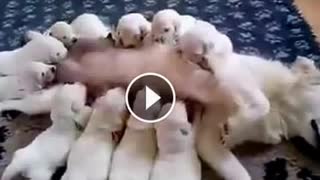 Cute Puppies feeding on their mother's