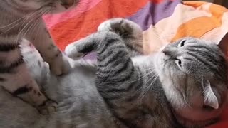 cat massage the cat