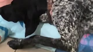 Dog and Daughter Cuddle Adorably