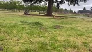 German Shepherd Attacks Pitbull [OFF LEASH DOG PARK!]