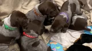 Puppy love and puppy breath ❤️