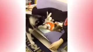 Funny Dogs and Cats today