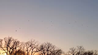 Flock of vultures