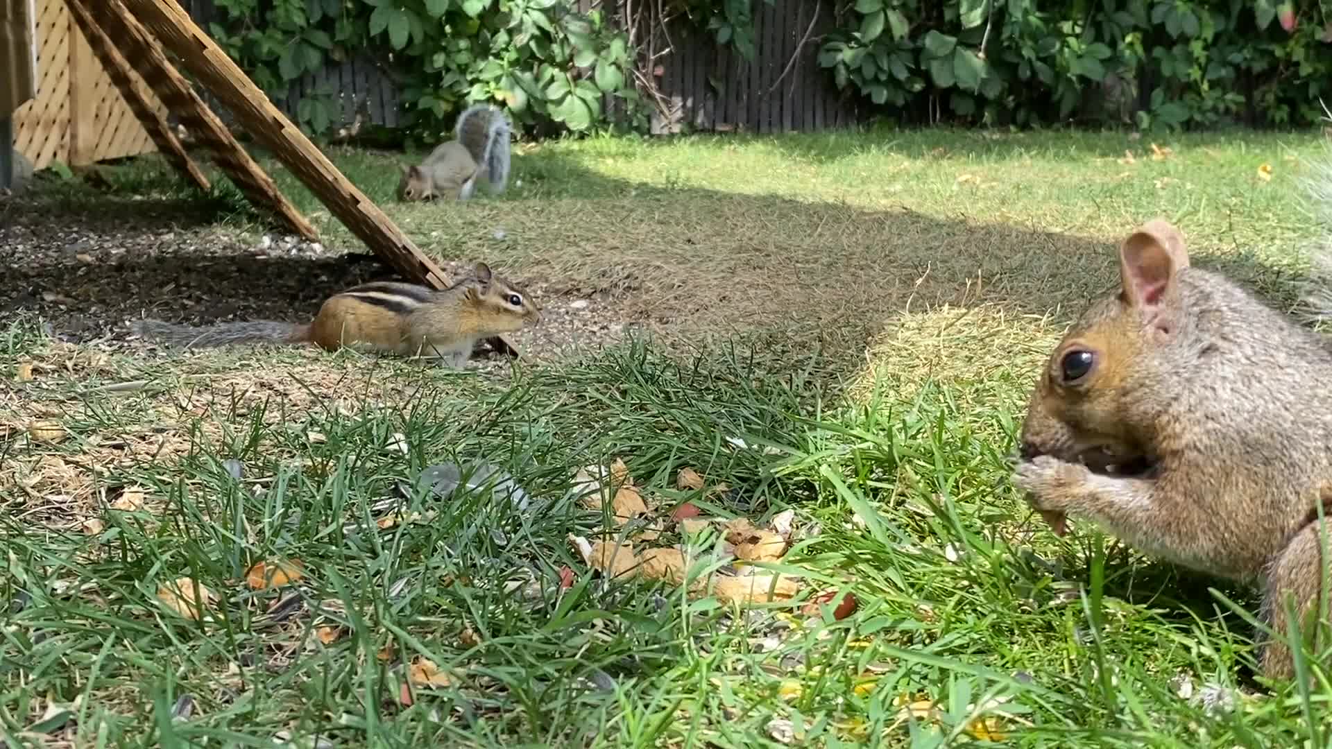 chipmunk and squirrel