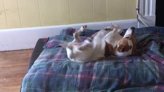 Briar The Dog: Goes Crazy on Dog Bed