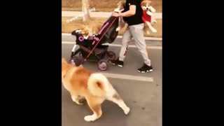 Dog Family Out For A Walk
