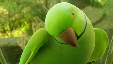 The cutest parrot you will ever see