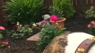Cute dog eating watermelon 🍉